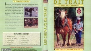 Lutilisation des chevaux de traits et traditions  Documentaire animalier [upl. by Ingar]