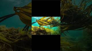 Laminariabrown seaweednative Japanfoodweight loss high blood pressure preventing cancer [upl. by Yanffit]