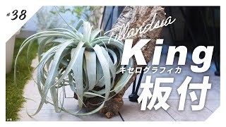 【チランジアの王】自慢のキセログラフィカをコルク板付。我が家最大の着生植物を壁掛けします。 [upl. by Ardnyk]