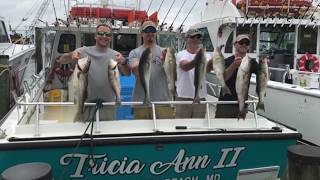 Rockfishing on the Chesapeake Bay with Tricia Anna II Charter Fishing [upl. by Anneiv]