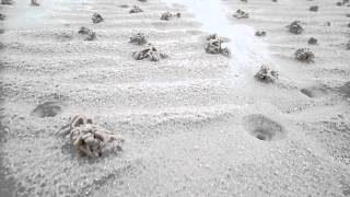 Lugworm Casts and Funnels Montfode Beach Ayrshire [upl. by Weibel]