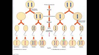 Cytogenetics II Abnormal Chromosome Number [upl. by Akimal]