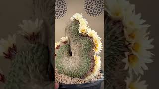 Strombocactus [upl. by Adelbert]