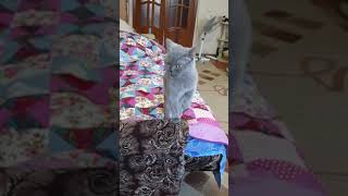 Musical cat imitates playing the piano shorts [upl. by Lucilla291]