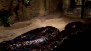 WORLDS LARGEST SNAKE BURMESE PYTHON BIGGER THAN BABY [upl. by Ynej813]