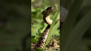 Why Do Snakes Eat Themselves [upl. by Conte]