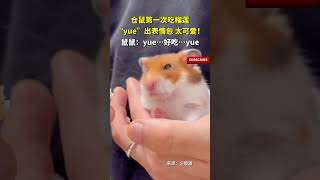 倉鼠第壹次吃榴蓮“yue”出表情包，太可愛！鼠鼠：yue…好吃…yue…… pets cuteanimal 萌寵 [upl. by Veradia169]