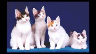 Japanese Bobtail Cat and Kittens  History of the Japanese Bobtail Cat Breed [upl. by Nosreg406]