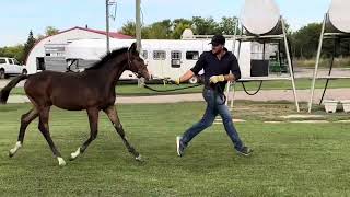 Ravine Ranch Sport Horses presents RSH Unanimous on Graduation Day [upl. by Utir]