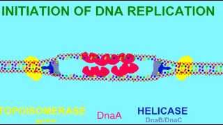 DNA REPLICATION HELICASE AND TOPOISOMERASE [upl. by Salangia]