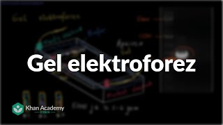 Gel elektroforez  Biotexnologiya  Biologiya [upl. by Qifar168]