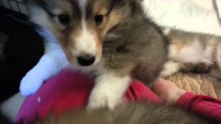 Attacked by Sheltie puppies [upl. by Pollard338]