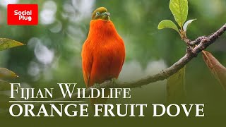 Fijian Wildlife  The Orange fruit Dove of Fiji [upl. by Netsreik85]