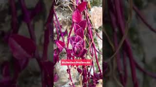 Alternanthera Brasiliana fyp naturelovers plant flowers naturelover flowerstagram plants [upl. by Peony]