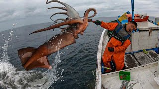 ¡Asombroso Hombre Pesca Calamar Grandes [upl. by Lrem688]