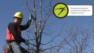 How to Prune Training Your Tree [upl. by Shotton]