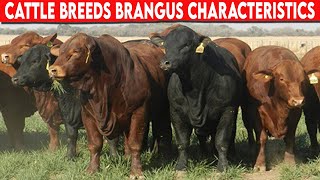 ⭕ Cattle Breeds Brangus Characteristics ✅ Brangus Cattle  Bulls [upl. by Elletnwahs]