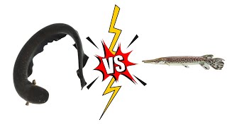 Electric Eel vs Alligator Gar [upl. by Epifano]