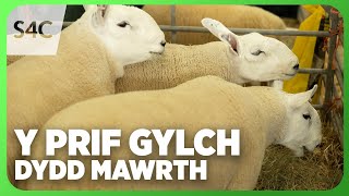 Y Prif Gylch yn FYW  Dydd Mawrth  Main Ring LIVE  Tuesday Sylwebaeth Gymraeg [upl. by Innavoj]