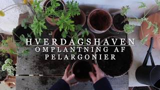 Guide til omplantning af pelargonier [upl. by Hillyer347]