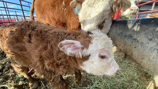 Miniature Hereford cow Adalida giving birth [upl. by Niddala155]