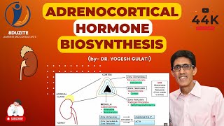 Adrenocortical Hormone Biosynthesis [upl. by Siblee573]