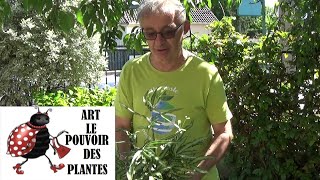 Conseil jardinage Ptéris de Crète Pteris cretica Entretien et arrosage Plante dintérieur [upl. by Dibbell]