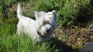 West Highland White Terrier Westie Bobby Closeup [upl. by Burney]