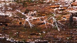 2014 Mutinus boninensis mycelium [upl. by Tol984]