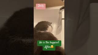 Watching water drip drops 💦 shortsfeed catcare petstory cute [upl. by Hamner696]