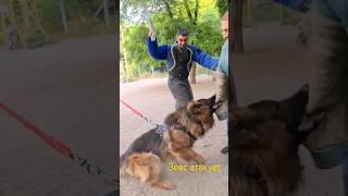 🔥Invincible Zeus STRAZHODESSA German Shepherd Training Odessa 2024 [upl. by Hawley769]