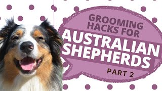 How to Groom an Australian Shepherd  Australian Shepherd Grooming Part 2 [upl. by Eleaffar586]