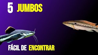 5 Peixes JUMBOS fácil de ENCONTRAR onde você mora aquariojumbo peixejumbo aquarismo [upl. by Marcellus]