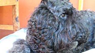 Bouvier des FlandresMs Jacqui  2 [upl. by Aysa]