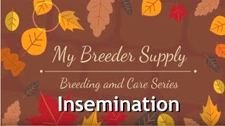 DIY Inseminate Your Dog After Collecting Semen [upl. by Aiyram]