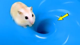 🔴🌊 DIY Hamster Maze 🐹 Hamster Escapes Maze Whirlpool 😱 hamstermaze mazediytraps [upl. by Moon]