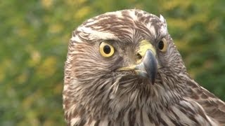 Goshawks on pheasants and rabbits [upl. by Cadmann366]