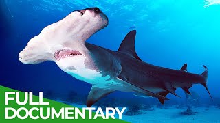 Wildlife  Just Sharks  Free Documentary Nature [upl. by Namajneb]