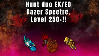 Tibia hunt duo EK e ED  Gazer Spectre 100 explicada LootProfit muito bom level 250 [upl. by Shreeves]