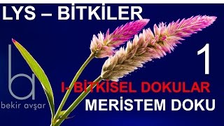 YKS BİTKİLER 1 Bitkisel Dokular Meristem Doku [upl. by Eeclehc]