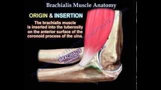 Brachialis Muscle Anatomy  Everything You Need To Know  Dr Nabil Ebraheim [upl. by Relyhs667]