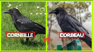 Différencier entre le corbeau et la corneille  Les clés pour les reconnaître facilement  🐦👀 [upl. by Katlin]