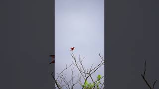 Rufous Hummingbird Landing birds birdphotography slowmo [upl. by Ambrosi565]