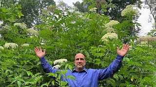 ONE Elderberry GIANT – no secret just grow the Bob Gordon Elderberry [upl. by Cresida]