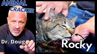 😻 2 YEAR OLD CAT WITH REAREND LAMENESS  GETS GENTLE CHIRO ADJUSTMENT Part 1 of 3 [upl. by Llemrej]