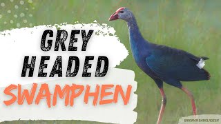 The Amazing Greyheaded Swamphen Porphyrio poliocephalus [upl. by Engud]