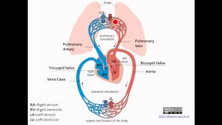 Pulmonary and Systemic Circulation [upl. by Lyred]