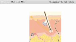 The Basic Structure of the Hair Follicle and Skin [upl. by Yderf]