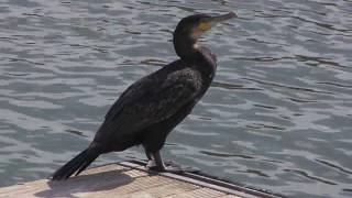 Cormorant on a Pontoon floating platform  Bristol Harbourside [upl. by Hessler]