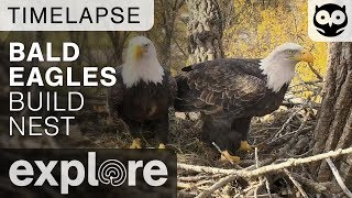 Bald Eagles Build Nest  Decorah Eagles Timelapse 102617 [upl. by Sharl]